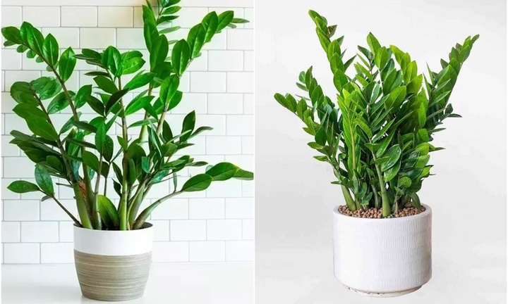 Loại cây được ví như mèo Thần Tài