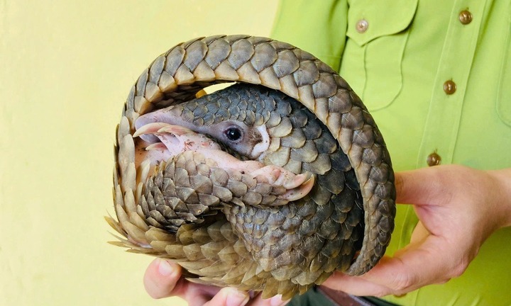 Giải cứu con vật 