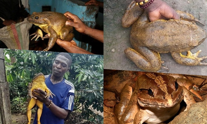 Kỳ lạ loài ếch quý hiếm nặng tới 3kg, to như mèo nhưng lại không biết kêu