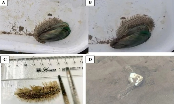 Cảnh báo sự xuất hiện của loài