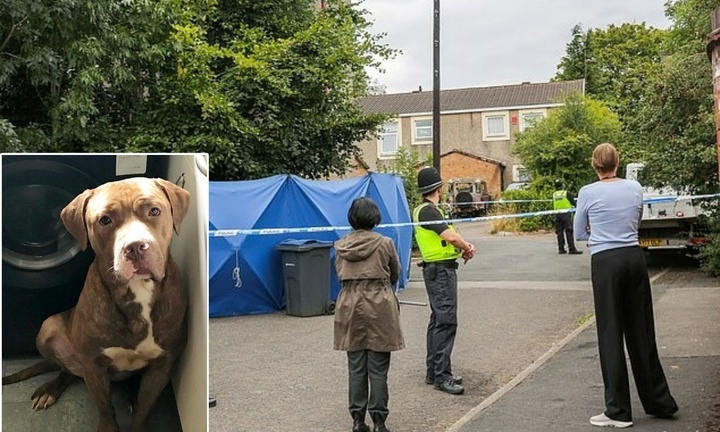 Bị chó của anh trai tấn công, người đàn ông tử vong thương tâm tại Anh