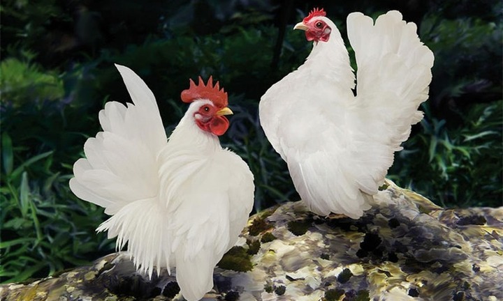 Lạ lùng giống gà có bộ 