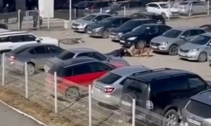 Thấy người đàn ông bị chó tấn công dữ dội, nhân viên bảo vệ lên cơn đau tim, tử vong thương tâm