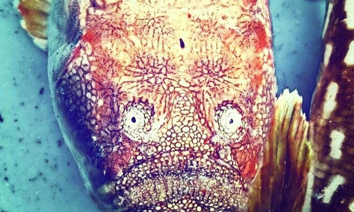 Món ăn kỳ lạ khiến bao người 