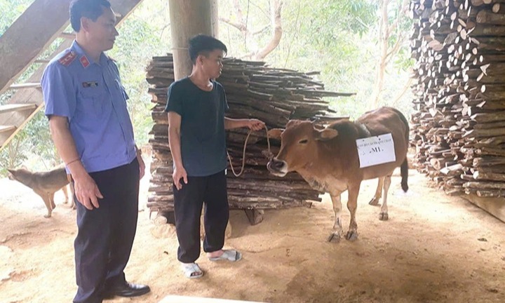 Xét nghiệm ADN giải quyết tranh chấp bò thả rông, chi phí cao hơn tiền mua bò