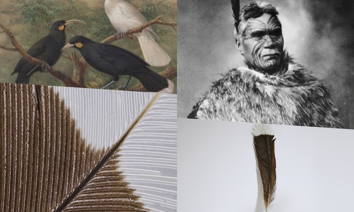 Chiếc lông vũ từ loài chim quý hiếm nhất thế giới được rao bán với giá gần 700 triệu có gì đặc biệt?