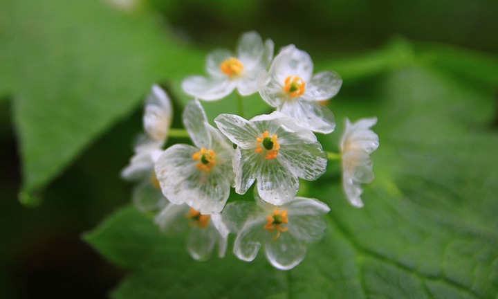  Kỳ lạ loài hoa quý hiếm 