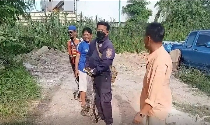 Clip: Bắt sống trăn 