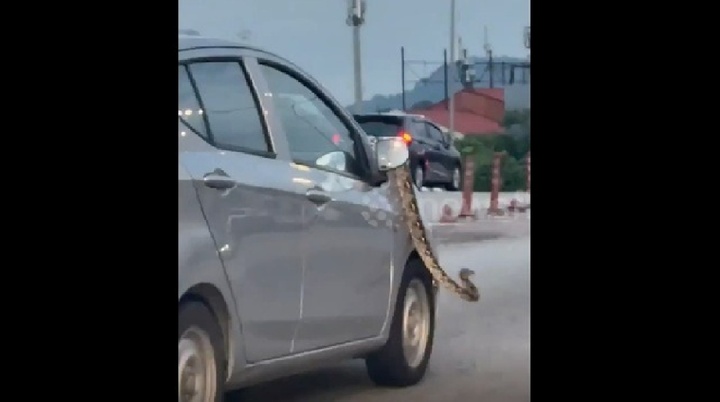 Clip: Tim xế thót tim với cảnh trăn