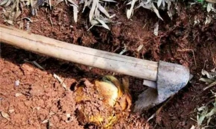 Đi đào măng, lão nông 