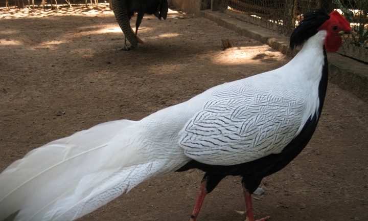 Tin pháp luật nổi bật 24h qua: Mua gà lôi trắng về gây giống bán kiếm lời, người đàn ông nhận cái kết đắng