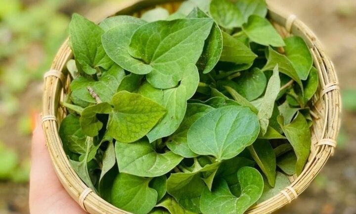 Loại rau được ví là 