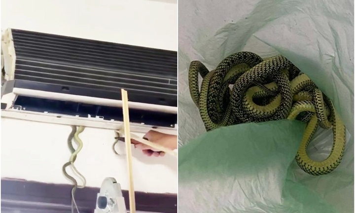 Clip: Chủ nhà thất kinh phát hiện 7 con rắn cườm 