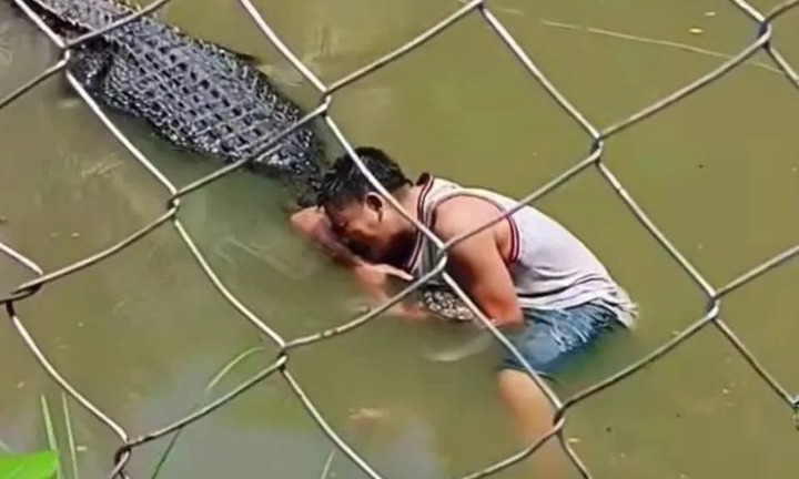 Clip: Liều mình trèo vào chuồng chụp hình với cá sấu, du khách bị tấn công kinh hoàng