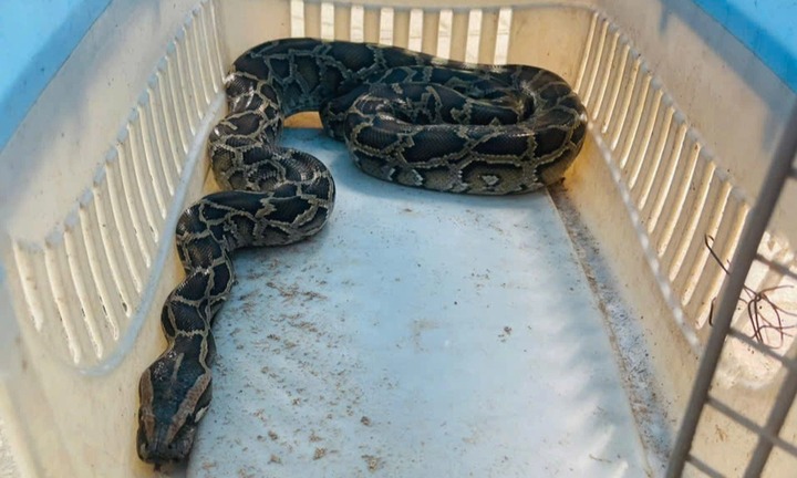 Trăn gấm dài hơn 1,5m