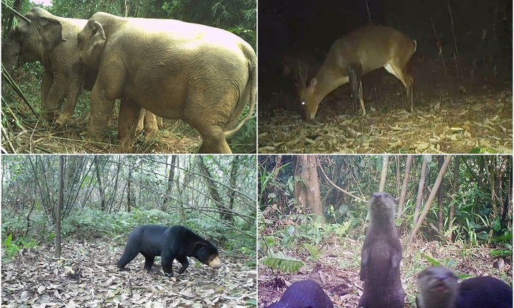 Clip: Phát hiện nhiều loài động vật cực quý hiếm 
