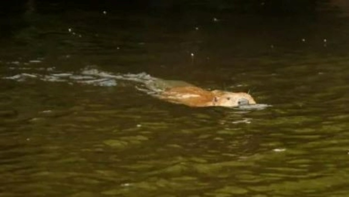 Bắt gặp loài vật quý hiếm ngỡ tuyệt chủng ở xứ Wales 400 năm trước