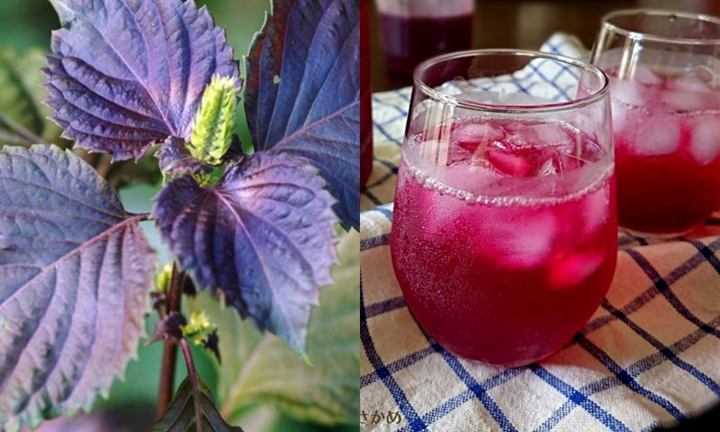 Uống nước lá tía tô đúng 3 thời điểm này tốt hơn vạn thuốc bổ