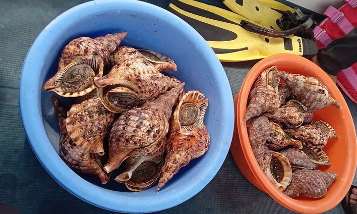 Nhà hàng nổi ở vịnh Nha Trang tự nguyện thả 21kg ốc quý hiếm về biển