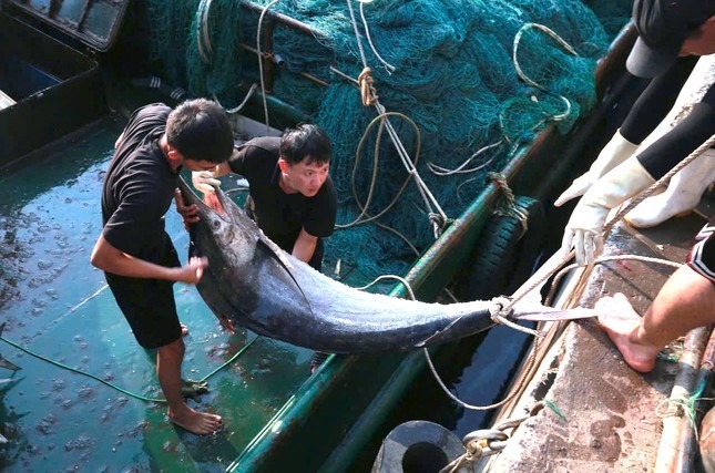 Ngư dân Nghệ An trúng đậm mẻ cá thu trị giá 700 triệu đồng, nhiều con nặng 70kg