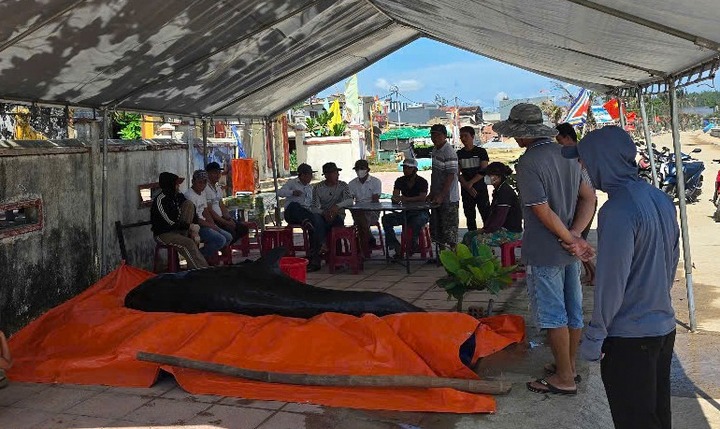 Phát hiện cá voi khủng nặng 400kg dạt vào bờ biển Quảng Ngãi