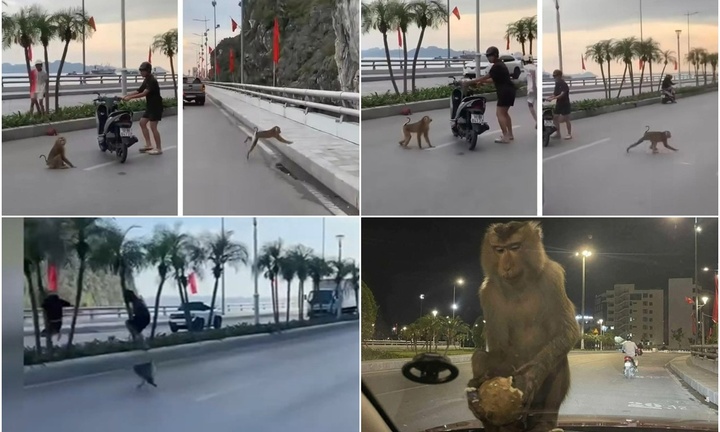 Clip: Khỉ hoang hung hăng tấn công, đuối người đi đường ở Quảng Ninh