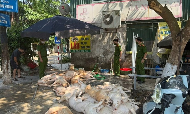 Phát hiện gần 1 tấn thịt lợn vứt trên sàn nhà, ruồi bâu đầy sắp được sơ chế để quay nướng