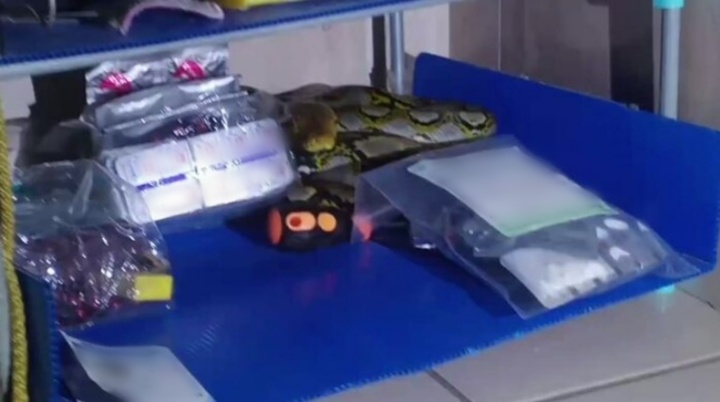 Đôi vợ chồng “lạnh toát sống lưng” khi phát hiện trăn dài gần 2m cuộn tròn cạnh giường