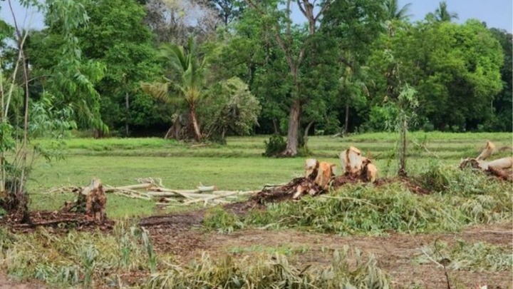 Xót xa: Cùng chồng đi thu gom gỗ, vợ bầu 7 tháng bị sét đánh tử vong thương tâm
