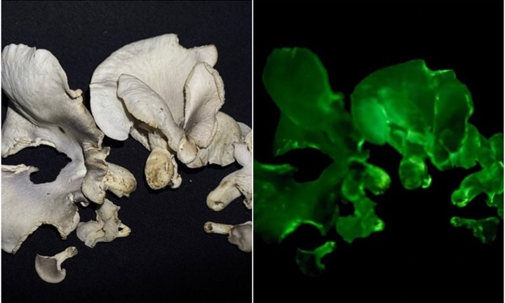 Phát hiện 2 loài nấm phát sáng huyền bí bậc nhất thế giới tại Việt Nam