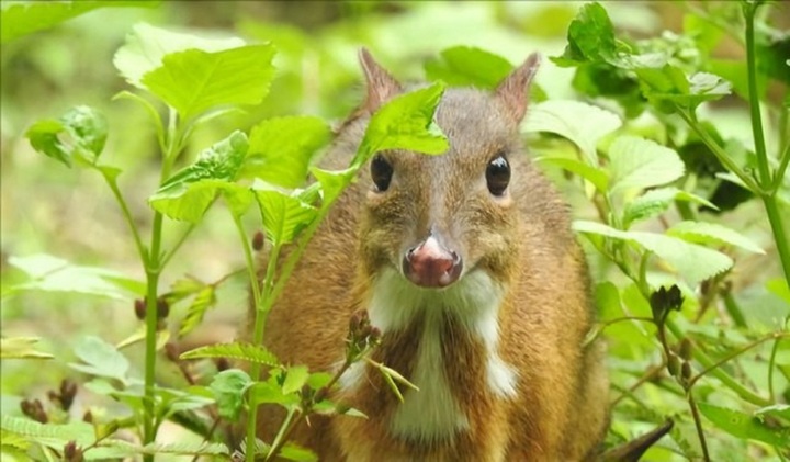  Phát hiện loài động vật quý hiếm, mặt dưới trắng 
