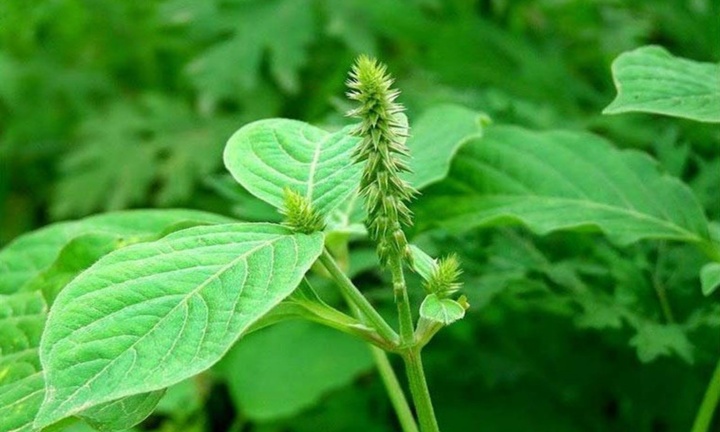 Loại cây mọc dại tốt cho tim, ngừa đột quỵ