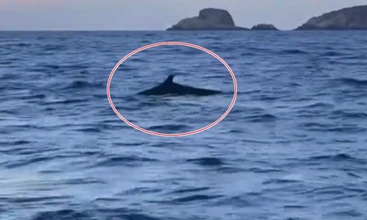 Đàn cá heo hàng trăm con di chuyển thành nhiều lớp trên vùng biển Quy Nhơn