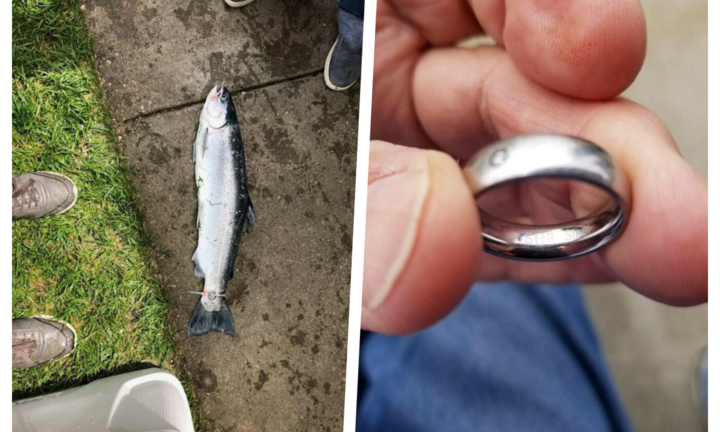 Ngỡ ngàng khi bắt được cá hồi đeo nhẫn, nhóm ngư dân