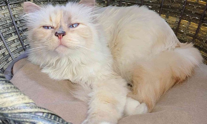 Nghề lạ thời 4.0: Kiếm 4,7 tỷ đồng mỗi năm nhờ việc phục vụ