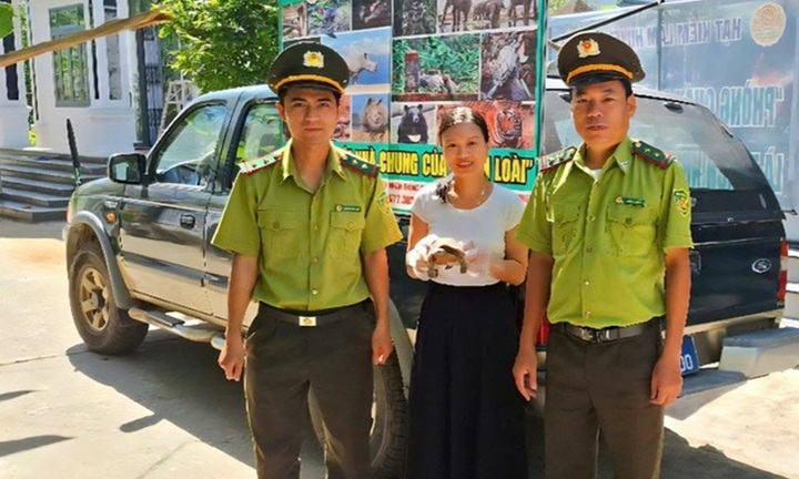 Phát hiện cá thể rùa núi vàng quý hiếm, người phụ nữ ở Huế giao nộp kiểm lâm