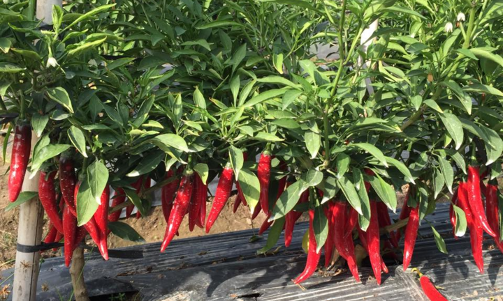 Loại phân bón nào tốt cho cây ớt?