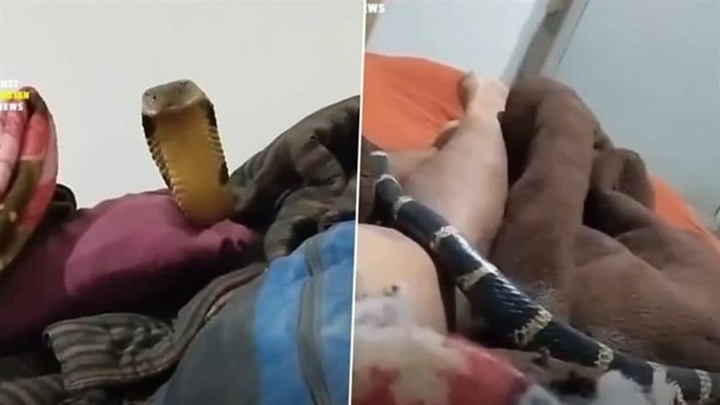 Clip: Rợn người cảnh rắn hổ mang chúa bò lên chân người đàn ông và cái kết