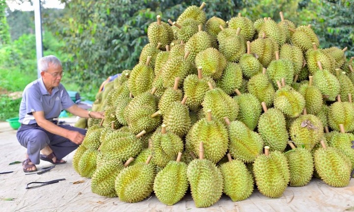 Kiểm tra chất cấm trong sầu riêng Lâm Đồng: Kết quả ra sao?