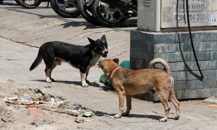 Bị chó lạ cắn nhưng không tiêm phòng dại, người đàn ông tử vong sau 4 tháng