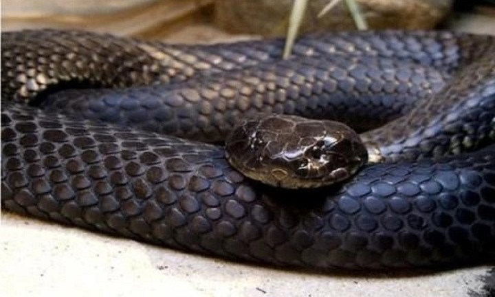 Bị rắn hổ mang bò vào nhà cắn gót chân, bé 13 tuổi ở Sóc Trăng  nguy kịch