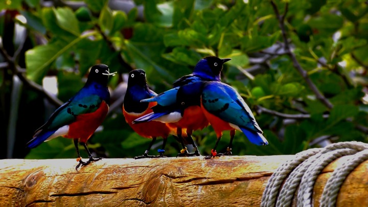  Loài chim có bộ lông vũ 