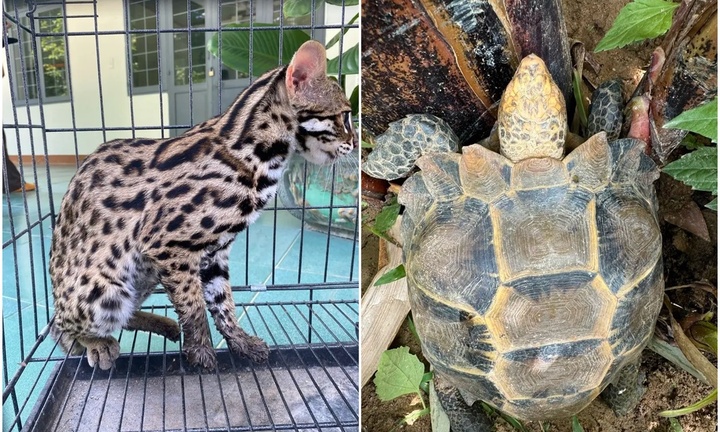 2 con động vật rừng quý hiếm có tên trong sách Đỏ vừa được người dân tự nguyện giao nộp