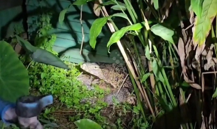 Clip: Nghe thấy tiếng động nên kiểm tra, hoảng hồn phát hiện sinh vật giống Godzilla dài 3 mét