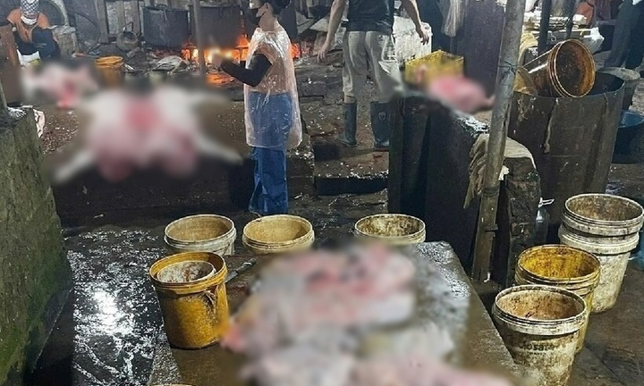 Phát hiện gần 3 tấn thịt lợn nhiễm virus dịch tả lợn châu Phi tại cơ sở giết mổ ở Hà Nam