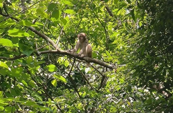 Tin tức thời sự hôm nay (29/5): Thả cá thể khỉ nâu quý hiếm về rừng tự nhiên