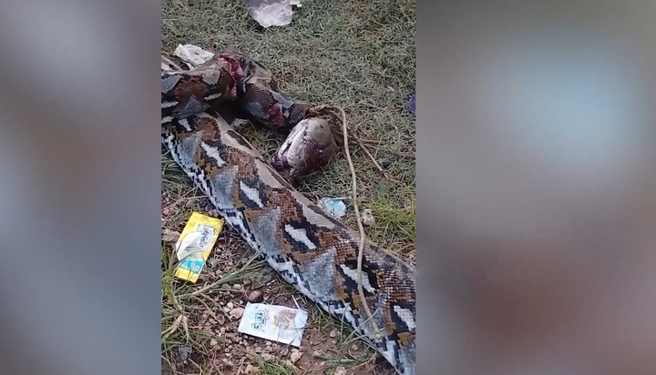 Clip: Chém chết trăn 