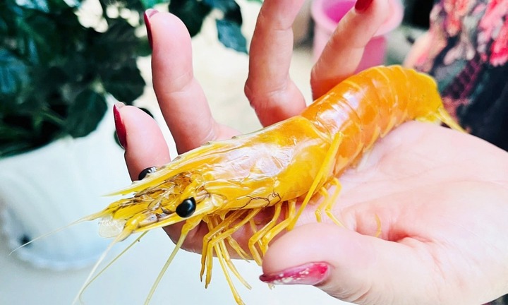 Phát hiện tôm sú màu vàng óng, 3 râu vô cùng độc lạ ở Cà Mau