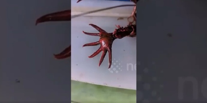 Clip: Người đàn ông phát hiện tôm càng xanh 