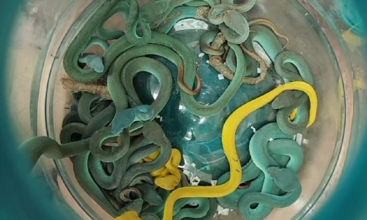 Phát hiện hơn 40 con rắn trong hành lý của khách ở Ấn Độ